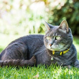 Rogz AlleyCat Safeloc Collar - 2 sizes - Various Colours
