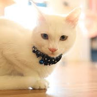 50% OFF! - Catspia Imp Cat Collar